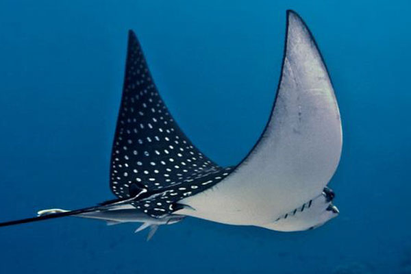 Maldives Diving and Cruise Holidays