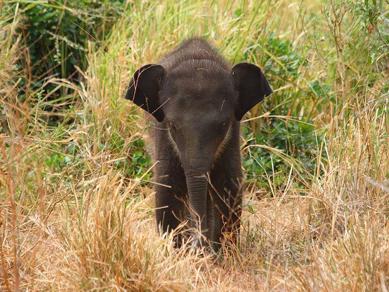Active and Adventure Tour Sri Lanka