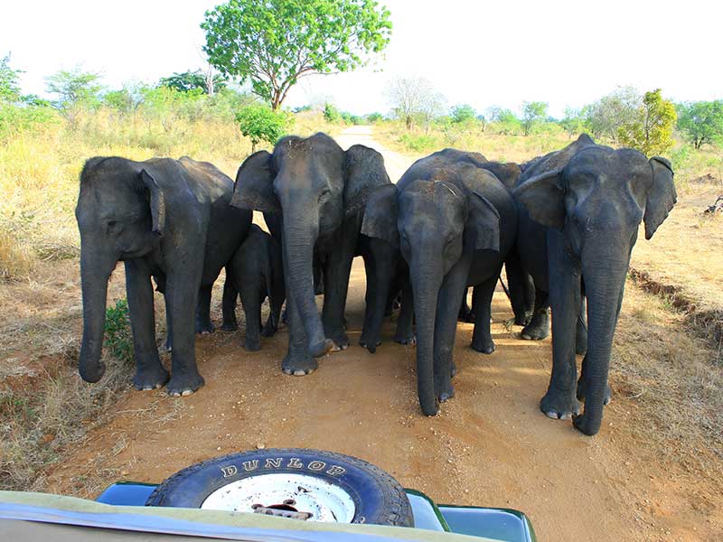Adventure Tours in Sri Lanka