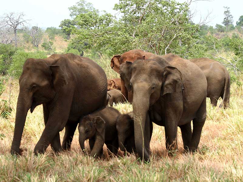 Adventure Tours in Sri Lanka
