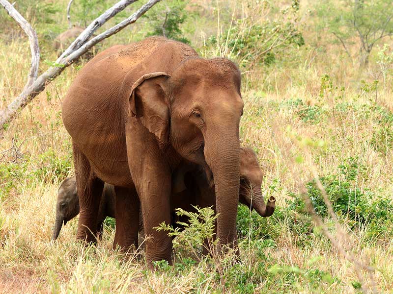Adventure Tours in Sri Lanka