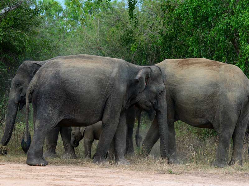 Active and Adventure Tour Sri Lanka
