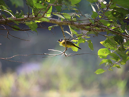 Sri Lanka Bird watching Tours
