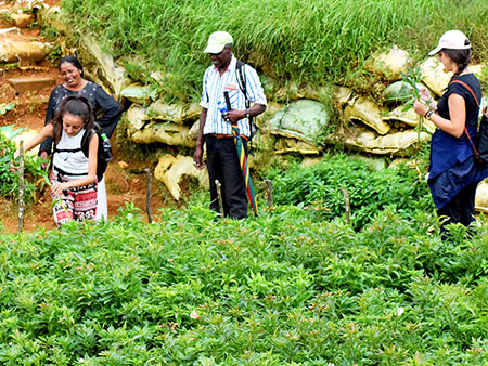 Single Tree Trek in Nuwara Eliya - Nuwara Eliya Things to do - Tea Trail expperience in Nuwara Eliya