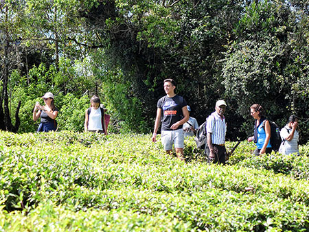 Single Tree Trek in Nuwara Eliya - Nuwara Eliya Things to do - Tea Trail expperience in Nuwara Eliya