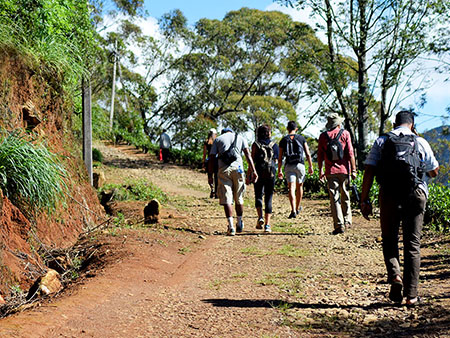 Single Tree Trek in Nuwara Eliya - Nuwara Eliya Things to do - Tea Trail expperience in Nuwara Eliya