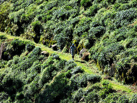 Single Tree Trek in Nuwara Eliya - Nuwara Eliya Things to do - Tea Trail expperience in Nuwara Eliya
