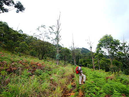 Scenic Trekking and Hiking Tours in Horton Plains and Bambarakanda Waterfall - Horton Plains trekking tours - bambarakanda waterfall trekking tours - Bambarakanda Waterfall and Horton Plains Trekking - trekking tours in sri lanka - Horton Plains Ohiya and Bambarakanda Waterfall Trekking Trip in Sri Lanka - sri lanka trekking & hiking trips
