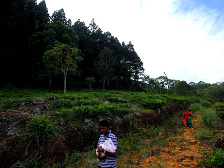 Scenic Trekking and Hiking Tours in Horton Plains and Bambarakanda Waterfall - Horton Plains trekking tours - bambarakanda waterfall trekking tours - Bambarakanda Waterfall and Horton Plains Trekking - trekking tours in sri lanka - Horton Plains Ohiya and Bambarakanda Waterfall Trekking Trip in Sri Lanka - sri lanka trekking & hiking trips