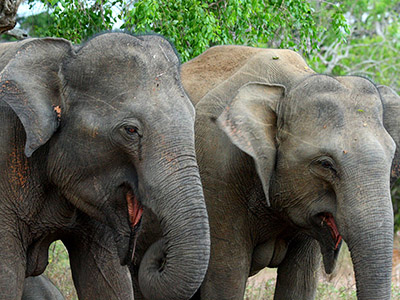 Beach and Wildlife Tours in Sri Lanka