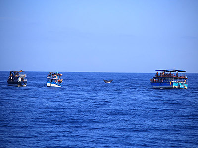 Beach and Wildlife Tours in Sri Lanka