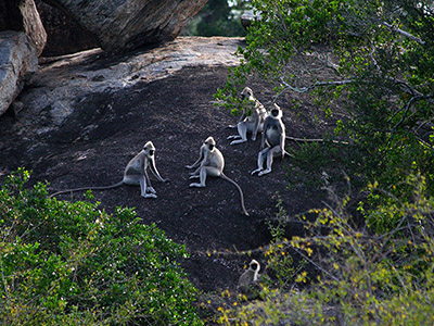 Beach and Wildlife Tours in Sri Lanka
