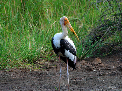 Beach and Wildlife Tours in Sri Lanka