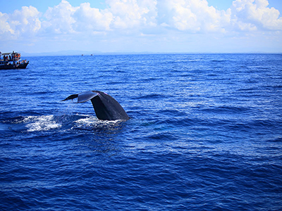 Sri Lanka Beach and Wildlife Tours