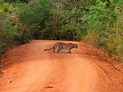 Sri Lanka Beach and Wildlife Tours