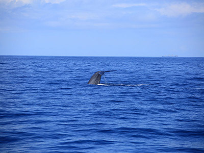 Sri Lanka Beach and Wildlife Tours