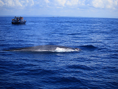 Sri Lanka Beach and Wildlife Tours