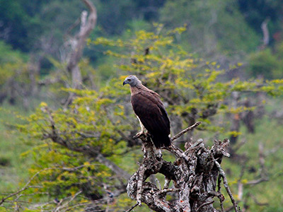 Sri Lanka Beach and Wildlife Tours