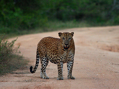 Sri Lanka Beach and Wildlife Tours