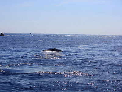 Beach and Wildlife Tour of Sri Lanka
