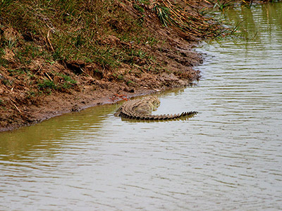 Beach and Wildlife Tour of Sri Lanka