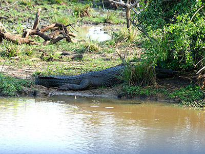 Beach and Wildlife Tour of Sri Lanka
