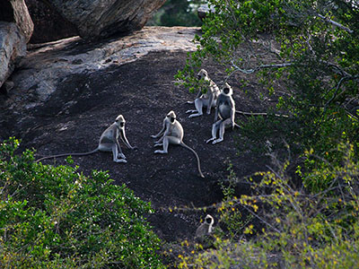 Sri Lanka Beach and Safari Holidays