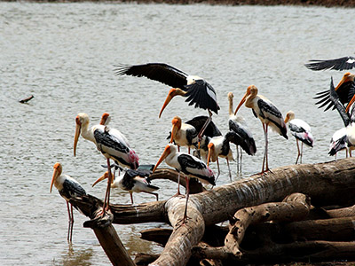 Beach and Wildlife Tours in Sri Lanka