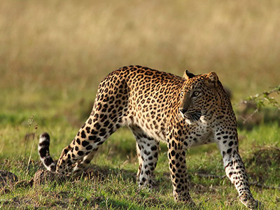 Beach and Wildlife Tours in Sri Lanka