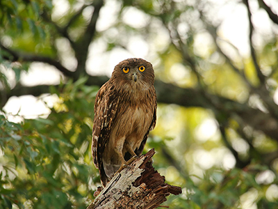 Beach and Wildlife Tours in Sri Lanka