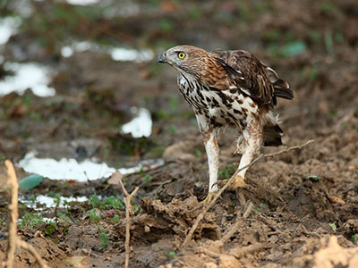 Beach and Wildlife Tours in Sri Lanka