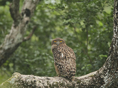 Beach and Wildlife Tours in Sri Lanka