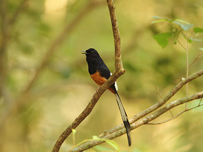 Beach and Wildlife Tours in Sri Lanka