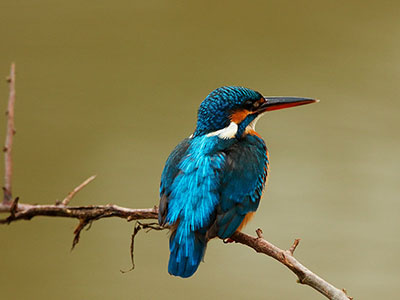 Beach and Wildlife Tours in Sri Lanka
