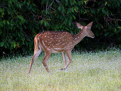 Beach and Wildlife Tour of Sri Lanka