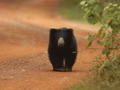 Beach and Wildlife Tour of Sri Lanka