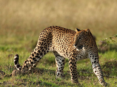 Beach and Wildlife Tour of Sri Lanka