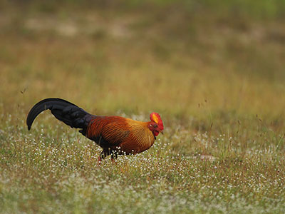 Beach and Wildlife Tour of Sri Lanka