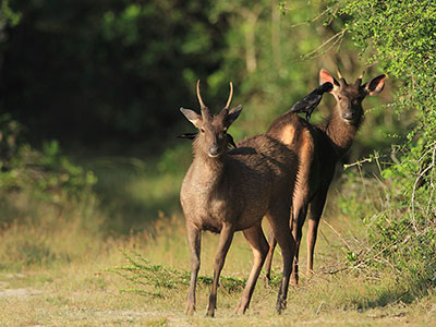 Beach and Wildlife Tour of Sri Lanka