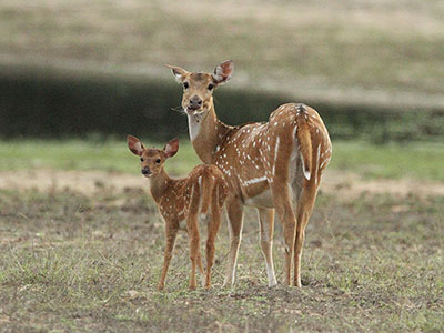 Beach and Wildlife Tour of Sri Lanka