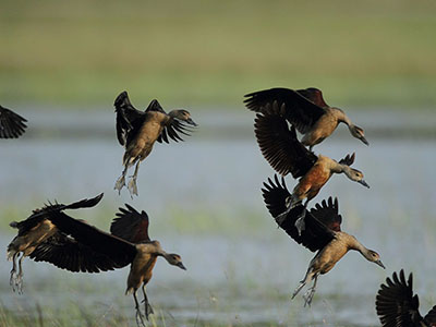 Beach and Wildlife Tour of Sri Lanka