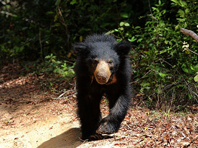 Beach and Wildlife Tours in Sri Lanka