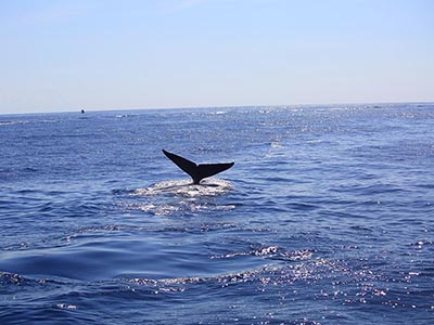 Beach and Wildlife Tours in Sri Lanka