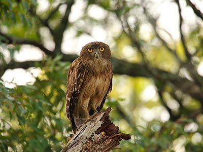 Beach and Wildlife Tours in Sri Lanka