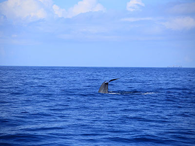 Sri Lanka Beach and Safari Tours