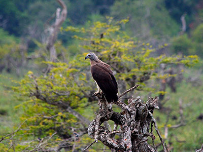 Sri Lanka Beach and Safari Tours
