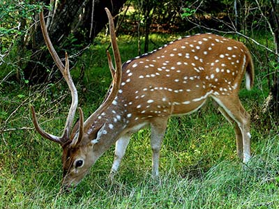 Sri Lanka Beach and Safari Tours