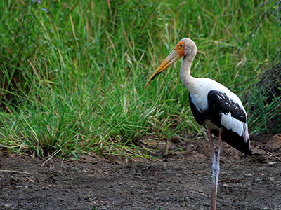 Sri Lanka Beach and Safari Tours