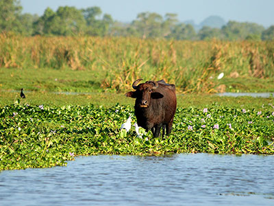 Sri Lanka Beach and Safari Tours