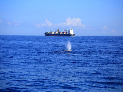 Sri Lanka Beach and Safari Tours